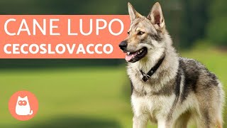 Il Cane Lupo Cecoslovacco  Breve documentario [upl. by Aldarcy]