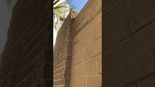 Can Rats Climb Walls  Los Angeles Rodent Control  VersaTech PM [upl. by Friede]