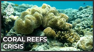 Australia Coral IVF may help replenish Great Barrier Reef [upl. by Adyol711]