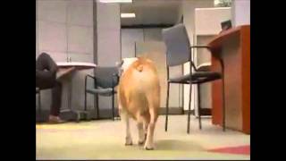 Fellowes Office Paper Shredder Bulldog Commercial Video [upl. by Santiago]