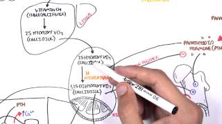 Endocrinology  Calcium and Phosphate Regulation [upl. by Malkah]