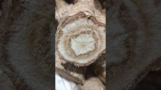 Kudzu roots for soup ingredients shortviral foodlover shortsvideo trendingvideo viralfeed fyp [upl. by Zeitler]