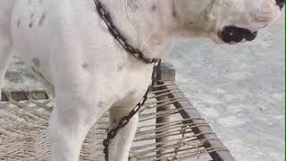 Dogo Argentino Temperament India [upl. by Iggie206]