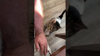 Gemma noisy needy cat gemma cat needy noisy meow [upl. by Yllom378]