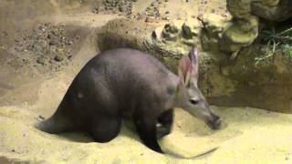 Erdferkel Aardvark Orycteropus afer [upl. by Dryfoos]