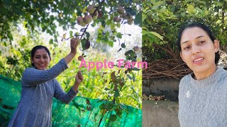 My Apple Farm In Village  Apple Orchard Tour  Organic Farming  Kullu Himachal Pradesh [upl. by Namyw797]