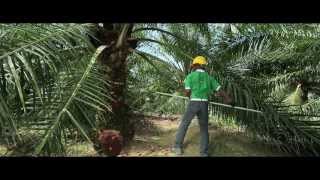 Superior oil palm semiclonal seeds AA Hybrida IS [upl. by Amena]