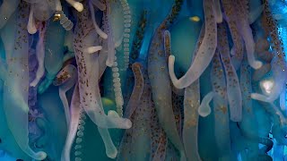 Exploring The Underwater World  4K UHD  Blue Planet II  BBC Earth [upl. by Eimerej]