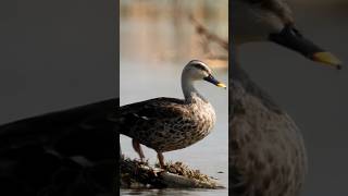 Spot billed duck  घर्घर हंसक mobilephotography birds wildbirdphotography [upl. by Socem]