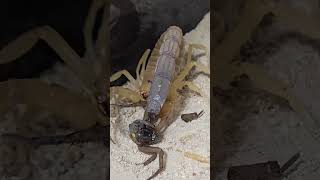 Androctonus Australis  Fat Tail Scorpion vs Wolf Spider [upl. by Milford]