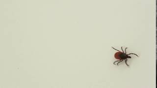 Blacklegged Tick [upl. by Nerac]