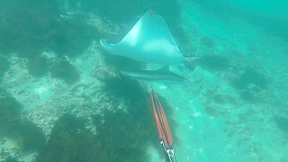 Spearfishing Australia Ulladulla NSW COBIA [upl. by Nedyrb]