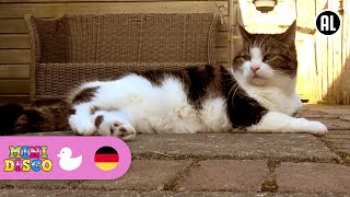 WO IS DIE KATZE  Kinderlieder  Auf dem Bauernhof  Mini Disco [upl. by Nnyw]