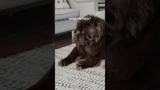 Newfoundland dog and kitten are the best of friends [upl. by Naesal]