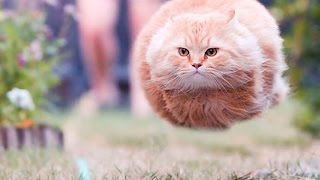 TOP Gatti Divertenti 2016  I Gatti più divertenti del Web COMPILATION [upl. by Lunna]