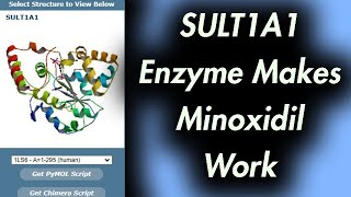 This Enzyme Makes Minoxidil Work SULT1A1 [upl. by Lleret495]