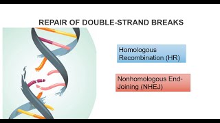 DNA Double Strand Breaks And Repair Systems Part 2 [upl. by Tye489]