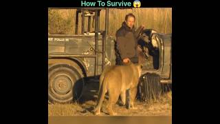 How To Survive a Lion Attack 👍 [upl. by Domela]