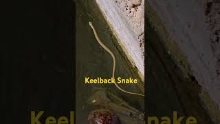 Keelback snake keelbacksnake watersnake reptiles snake river jungle [upl. by Cordova]