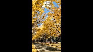 🇯🇵Autumn in Sapporo Japan sapporo hokkaido japan japantravel autumn [upl. by Nonnarb]