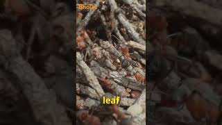 Ants vs Termites Key Differences Explained [upl. by Amaleta]