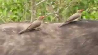 Hitching a Ride Oxpeckers on Buffalo Naturetrek Just Cats [upl. by Meesaw]