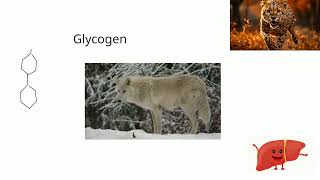 Carbohydrates A Level Biology lesson 1 [upl. by Kenley287]