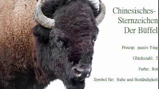 Chinesisches Sternzeichen der Büffel🐃 und seine Eigenschaften Der Büffel strebt nach Sicherheit [upl. by Amasa]