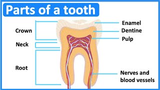 Parts of a tooth 🦷  Tooth anatomy amp function  Easy science lesson [upl. by Dyer]