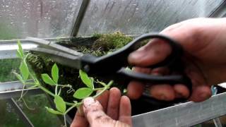 Potting out Sweet Peas  Claires Allotment  Part 324 [upl. by Furlani4]