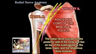 Radial Nerve Anatomy  Everything You Need To Know  Dr Nabil Ebraheim [upl. by Nattie413]