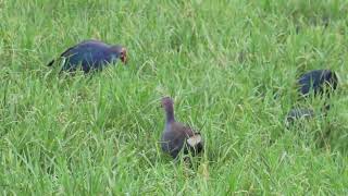 Greyheaded Swamphen 18 10 24 S Knld Rd b 1 [upl. by Akfir]