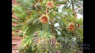 Wollemi Pine seeds germinated in UK [upl. by Alaric]