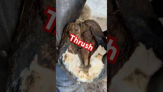 THRUSH medicated and HOOF shod with 3D pads farrier frog [upl. by Notsruht]