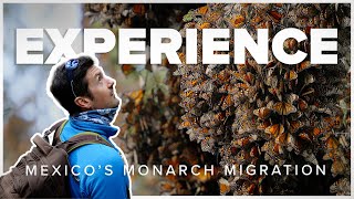 Experience Mexicos Monarch Butterfly Migration [upl. by Egroj]