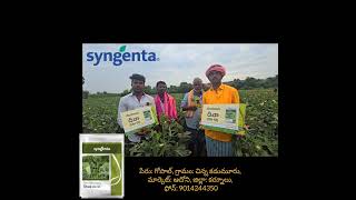 SYNGENTA SEEDS  OKRA  DIWA51 6281554491 [upl. by Pooi]