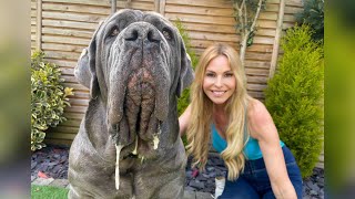 THE NEAPOLITAN MASTIFF  HUGE amp DANGEROUS GUARD DOG Mastino Napoletano [upl. by Kreit]