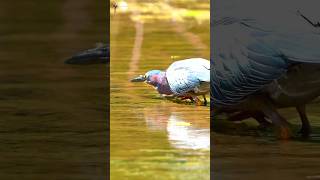 The Heron on the Hunt heron birds nature shorts [upl. by Orest]