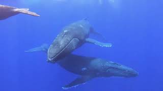 Whales in Aitutaki Cook Islands  PC Chris Torckler [upl. by Jerrold]