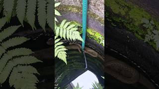 ഇടപ്പള്ളിയിൽ കിണറ്റിൽ അണലി🐍 Easy way to rescue snake from well urbansnakelife sarpa reptiles [upl. by Labaw]