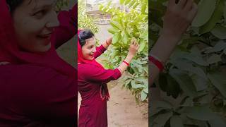 ROOTS 🍃💚✨ punjabi song music dance acting drama [upl. by Yak207]