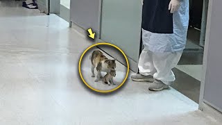 Eine streunende Katze brachte das einzige überlebende Kätzchen mit ihren Zähnen ins Krankenhaus [upl. by Langille]