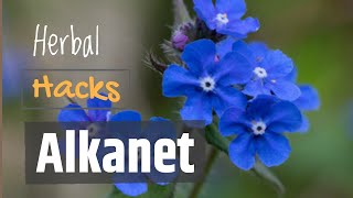 Alkanet  Remedy for Sores and Natural Dye [upl. by Zedekiah]