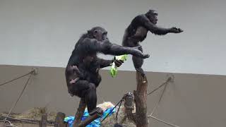 Voedertijd chimpansees Burgers Zoo 2 April 2024 [upl. by Nnayt]