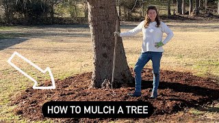 The correct way to mulch a tree [upl. by Jochebed765]