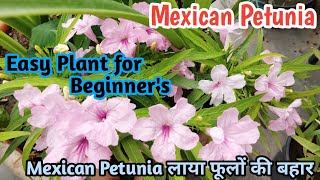 Mexican Petunia Best Flowering Plant For Beginners Mexican Petunia Care and Propagation [upl. by Kcub18]