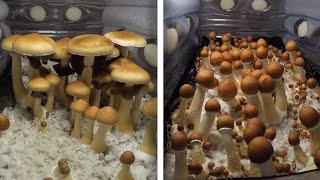 Incredible TimeLapse Of Mushrooms Growing [upl. by Raff]