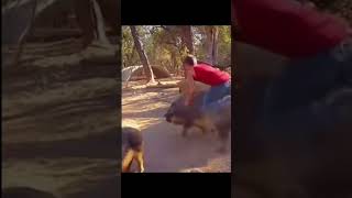 Man riding pig funny pigs [upl. by Yreffoeg643]