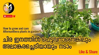 How to grow and care alternanthera plants in garden [upl. by Fabrienne]