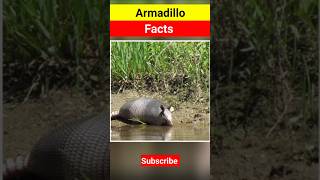 Incredible Facts About Armadillos You Won’t Believe animalfacts shortsfeed youtubeshorts short [upl. by Siramaj496]